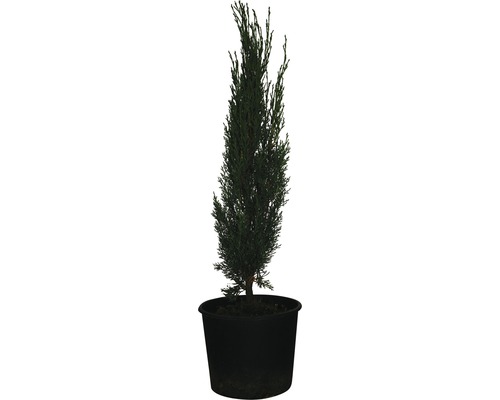 Cyprès d'Italie FloraSelf Cupressus sempervirens 'Totem' H 60-70 cm Co 3 l