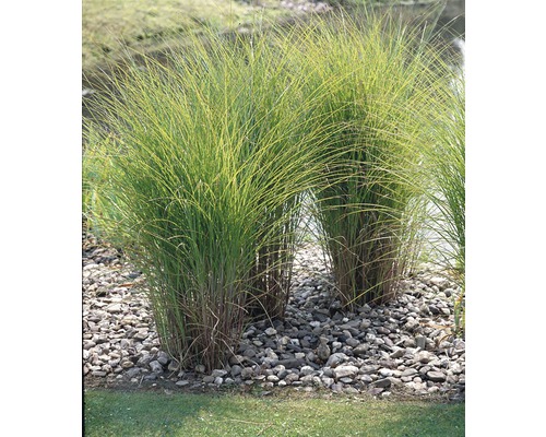 Roseau de Chine FloraSelf Miscanthus sinensis 'Gracillimus' h 10-100 cm Co 3 l