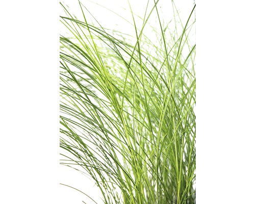 Feinhalm Chinaschilf FloraSelf Miscanthus sinensis 'Gracillimus' H 10-60 cm T 14 cm Detailaufnahme von Ziergras