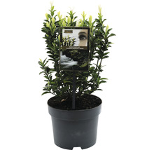 Japanischer Spindelstrauch FloraSelf Euonymus japonicus ‚Paloma Blanca‘ H 20-25 cm Co 2 L