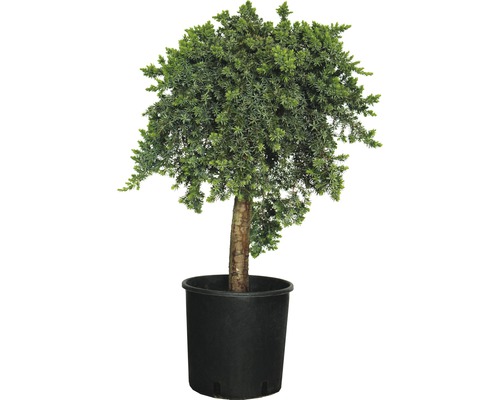 Genévrier FloraSelf Juniperus conferta 'Blue Pacific' arbuste H 40-60 cm Co 12 l Genévrier sphérique dans un pot