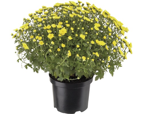 Chrysanthème jaune en pot