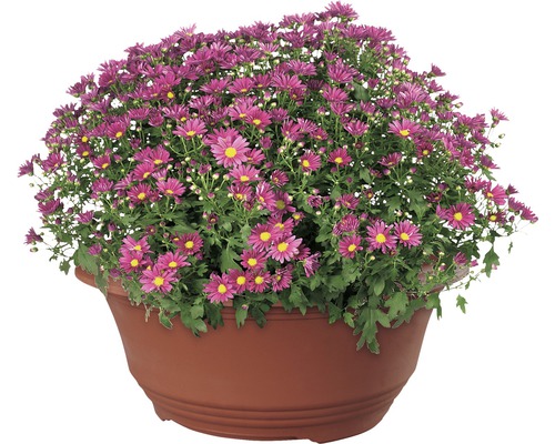 Buisson de chrysanthèmes dans un pot