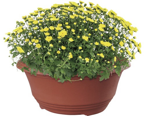 Chrysanthèmes jaunes dans un pot