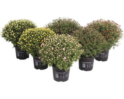 Chrysanthèmes de différentes couleurs en pot