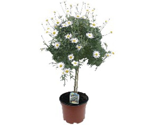 Marguerite Argyranthemum Frutescens 6 un. Ø14cm blanc