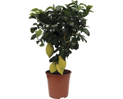 Arbustes de citronnier FloraSelf H 60-80 cm pot Ø 24 cm