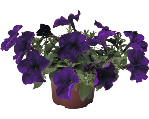 Pétunias retombants FloraSelf® pot de 10,5 cm rose sélection aléatoire de variétés Pétunias dans un pot