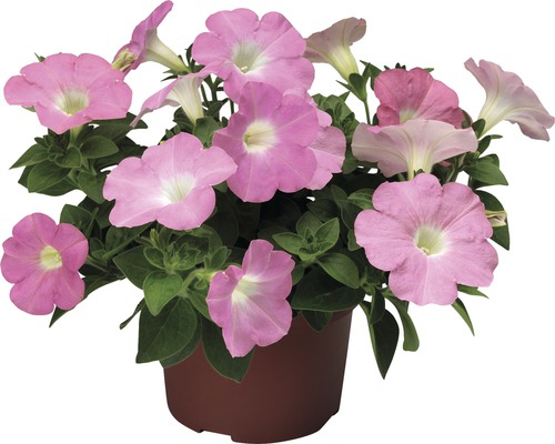 Pétunia en pot avec des fleurs roses