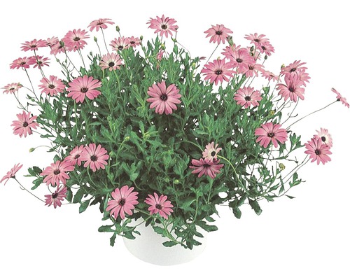 Marguerite africaine FloraSelf Osteospermum H 40-60 Ø 18 cm