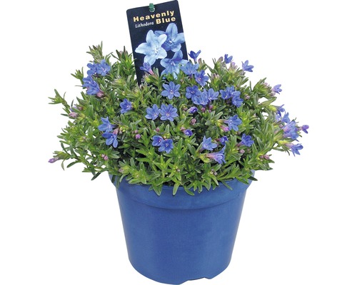 Steinsame FloraSelf Lithodora diffusa 'Heavenly Blue' Co 1,5 L