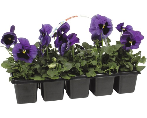 Pensee, Stiefmütterchen, Viola 10er Pack verschiedene Farben Pensee, Stiefmütterchen, Viola 10er Pack verschiedene Farben