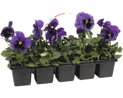 Pensee, Stiefmütterchen, Viola 10er Pack verschiedene Farben