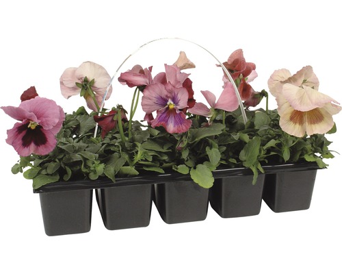 Pensées dans une barquette en plastique noire avec une poignée