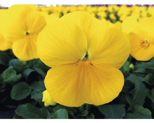 Hornveilchen, Viola cornuta FloraSelf® 14er Topf gelb