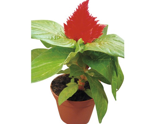 Célosie FloraSelf® pot de 10.5 rouge