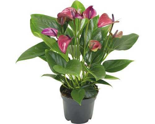 Anthurium en pot avec des feuilles vertes et des fleurs colorées