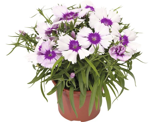 Oeillet en pot avec fleurs blanches et violettes