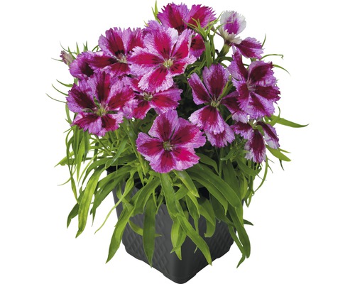 Œillet de Chine «dianthus chinesis» pot de 11 cm sélection aléatoire de variétés Oeillet en pot