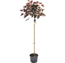 Érable globuleux en pot
