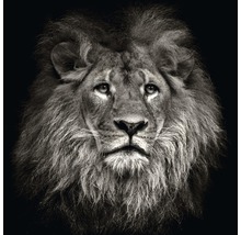 Portrait d''un lion