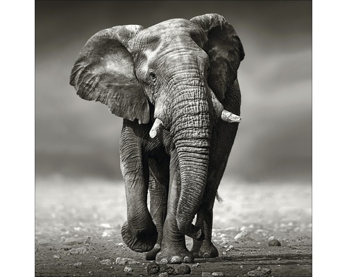 Tableau sur toile Grey Elephant 40x40 cm