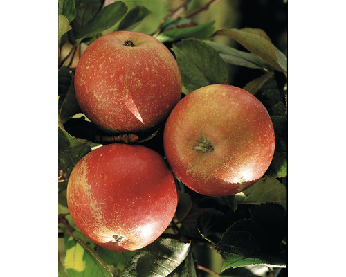 Pommiers d'automne FloraSelf Malus domestica 'Cox Orange Renette' h 150-180 cm Co 6 l