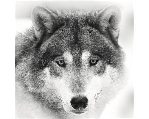 Glasbild Wolf 30x30 cm