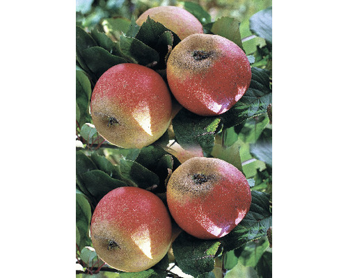 Winterapfel FloraSelf Malus domestica 'Roter Boskoop' H 120-150 cm Co 7,5 L