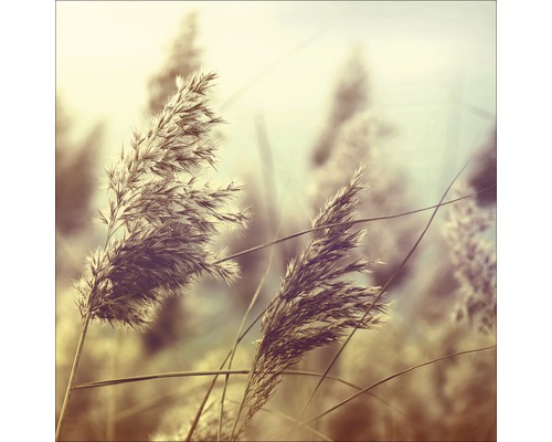 Glasbild Wheat In Wind I 30x30 cm