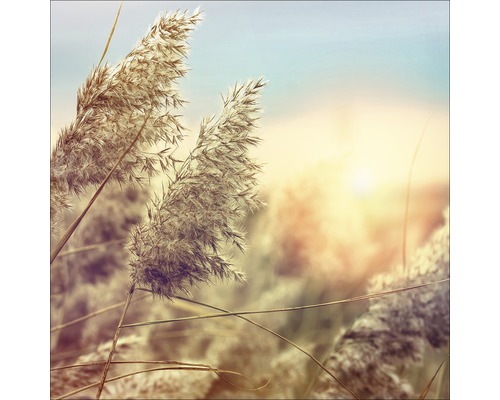 Glasbild Wheat In Wind II 30x30 cm