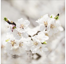 Nahaufnahme von Aprikosenblütenzweig mit weißen Blüten