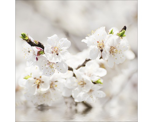 Nahaufnahme von Aprikosenblütenzweig mit weißen Blüten