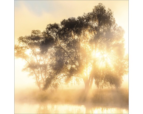 Photo sous verre Light With Yellow Trees 50x50 cm cm