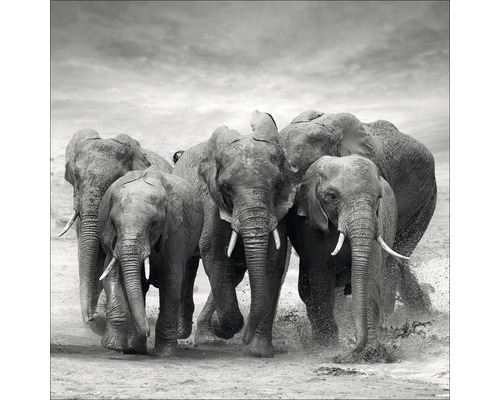 Glasbild Elephant Family 50x50 cm