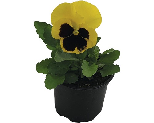 Pensée FloraSelf Viola wittrockiana pot Ø 9 cm assortiment aléatoire de variétés Pensée jaune en pot