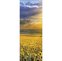 Sonnenblumenfeld unter bewölktem Himmel