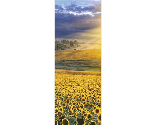 Glasbild Sonnenblumenfeld 30x80 cm