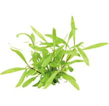 Hygrophila verte