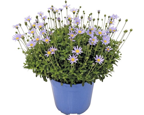 Pâquerette bleue FloraSelf Felicia amelloides pot Ø 18 cm