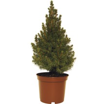 Épicéa nain en pot