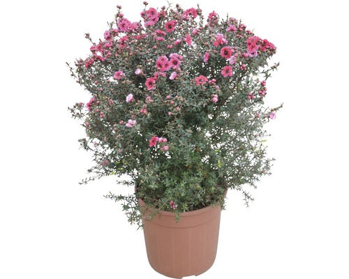 Arbuste de Manuka avec des fleurs rouges dans un pot
