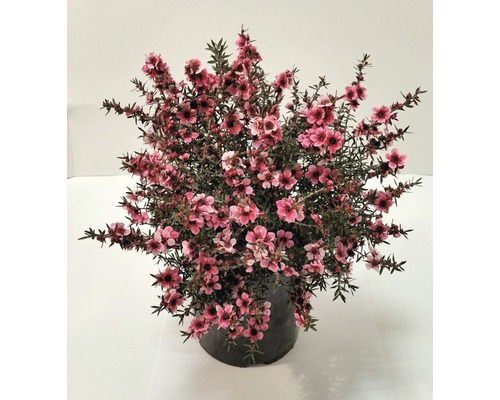 Manuka FloraSelf Leptospermum H 40-60 Ø 18 cm