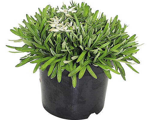 Edelweiss FloraSelf® Leontopodium alpinum H 5-15 cm Co 0.7 L