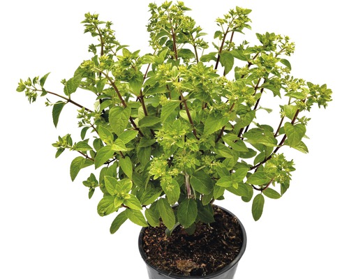 Rispenhortensie FloraSelf® Hydrangea paniculata Bobo 30-40 cm