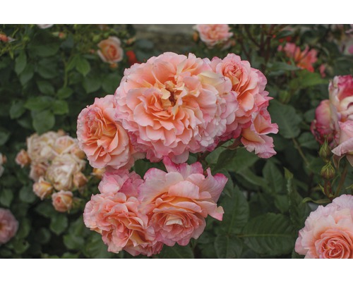 Rosier pour parterres Rosa Th-Hybride 'Augusta Luise'® 25-80 cm