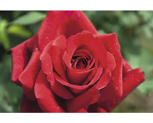 Edelrose Rosa Th-Hybride 'Duftzauber 84'® 25-80 cm