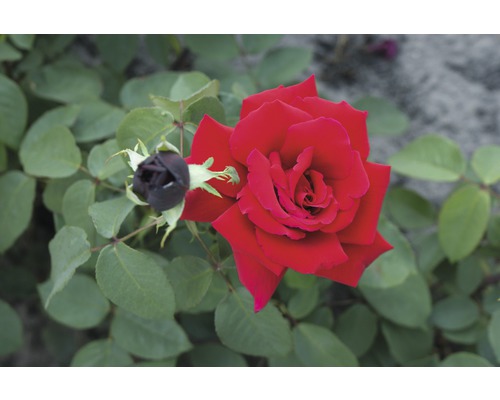Edelrose Rosa Th-Hybride 'Erotika' 25-80 cm