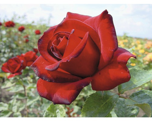 Edelrose Rosa Th-Hybride 'Schwarze Mandonna' 25-80 cm