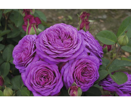 Nahaufnahme von blühenden, violetten Rosen